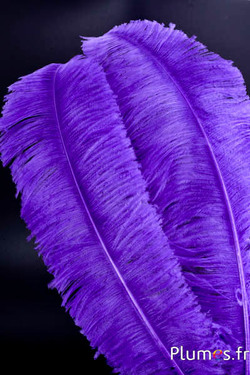 Autruche taillée - 50-60 cm - violet